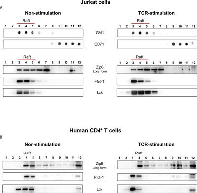 Zap70 Regulates TCR-Mediated Zip6 Activation at the Immunological Synapse